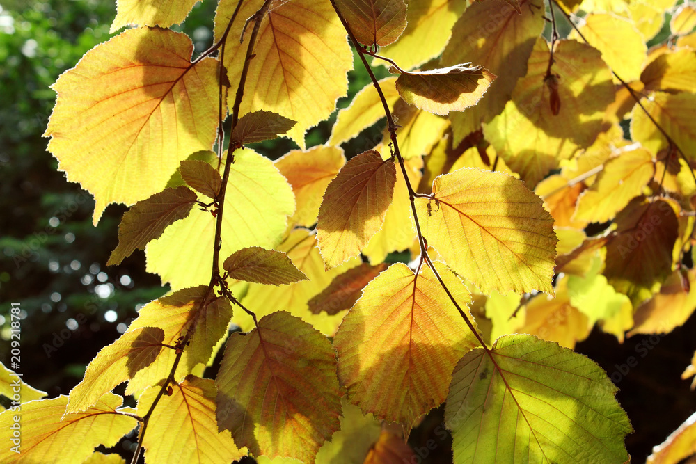 Close-up of yellow green leaves backlit by the sun in springtime Close-up of yellow green leaves backlit by the sun in springtime