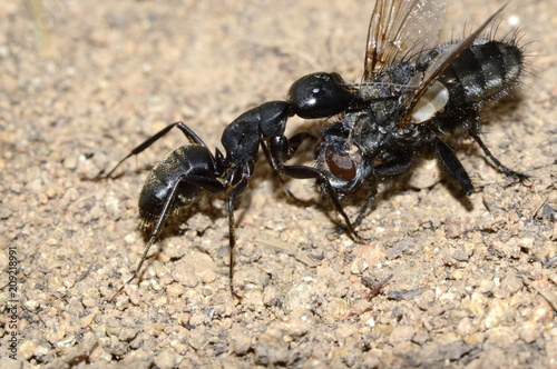 муравей поймал муху © Алексей Линник