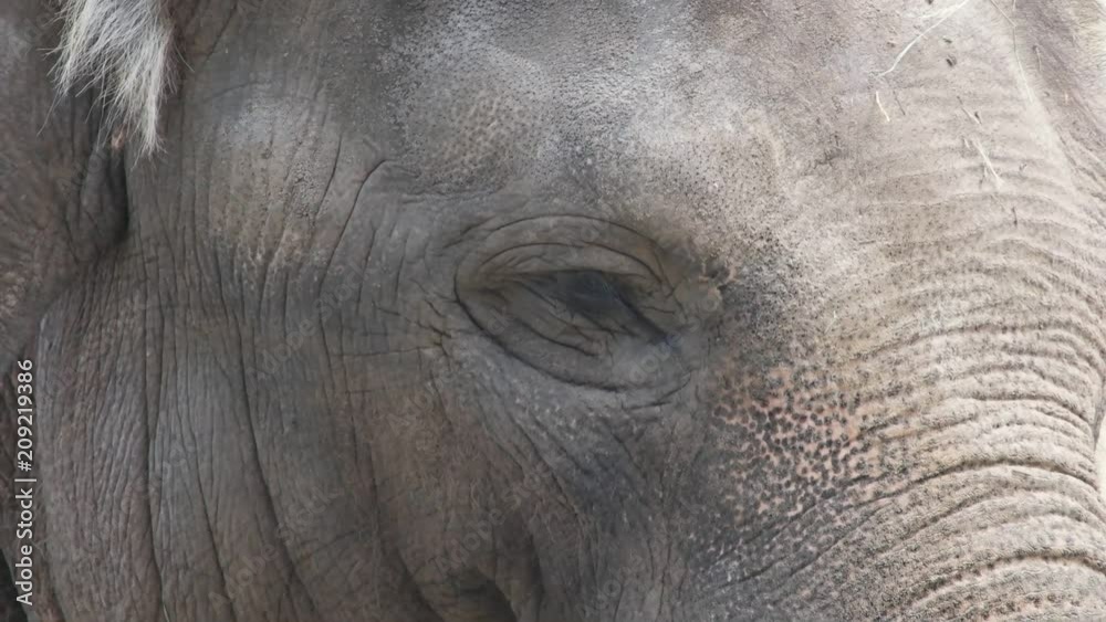 head of an elephant smiling, close-up head of an elephant smiling, close-up