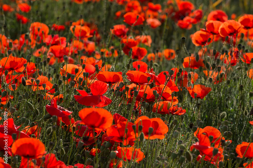 Field of wild poppy flowers on sunset on contre joure. Selective focus. Agricultural concept. Close up view. photo