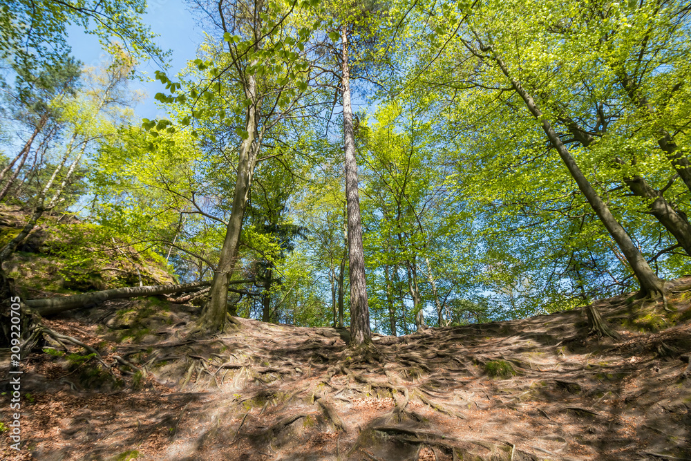 Forest near Bastei bridge in Saxon Switzerland in spring, Germany Forest near Bastei bridge in Saxon Switzerland in spring, Germany