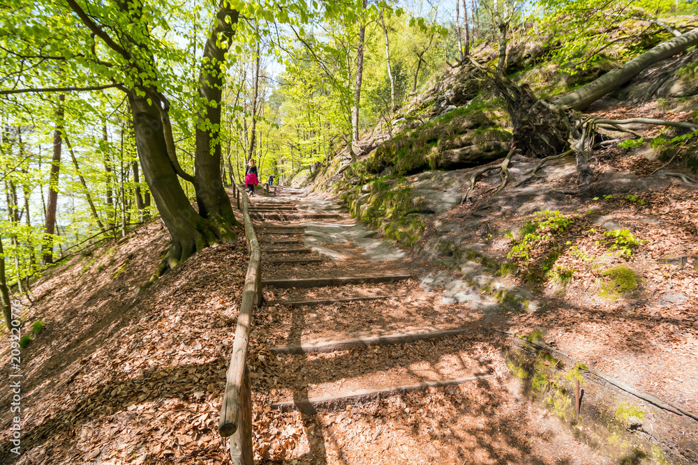 Forest near Bastei bridge in Saxon Switzerland in spring, Germany Forest near Bastei bridge in Saxon Switzerland in spring, Germany