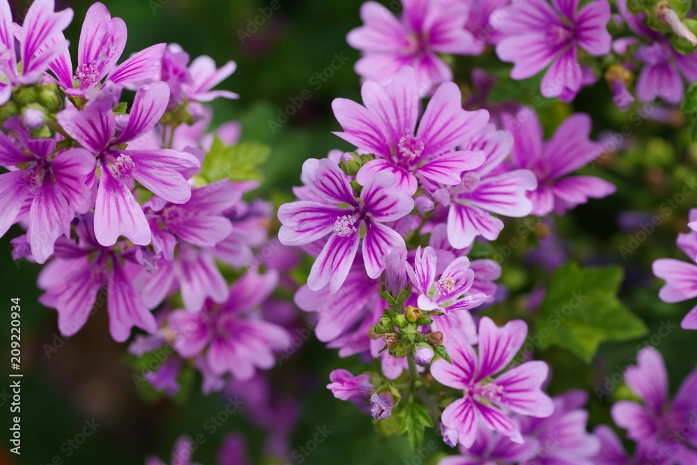 Malva sylvestris (Usubeni-aoi)
Malva sylvestris (Usubeni-aoi)