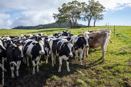 Cow herd in La Plaine des Cafres in Reunion Island
