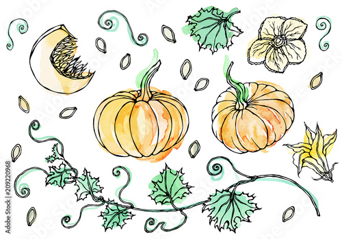 Watercolour Vegetable Pumpkin. Plant with Leaves, Flower and Seeds. Realistic Hand Drawn Illustration. Savoyar Doodle Style.