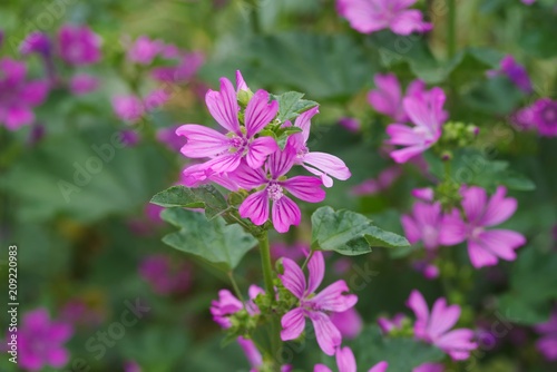 Common mallow (Zeni-aoi)
