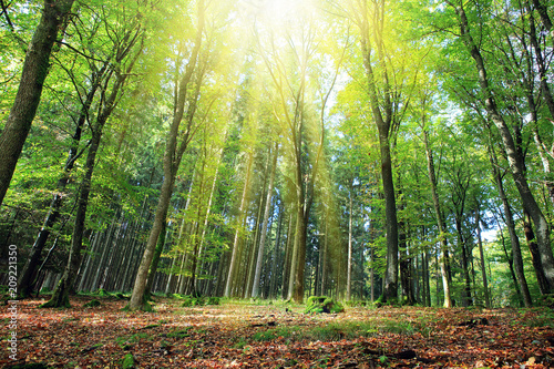 Fototapeta letni, jasny, zielony las w słoneczny dzień