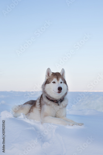 Portrait of Prideful dog breed husky is lying on the snow at sunset in winter. Image of Siberian husky is on the ice floe of the frozen sea