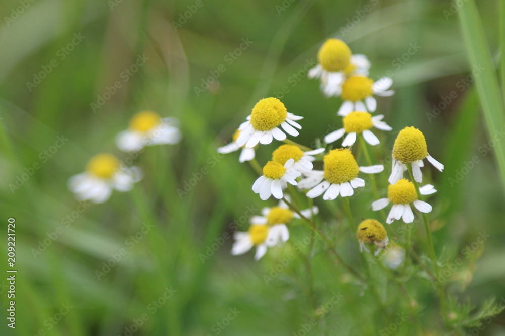 Field of camomiles Field of camomiles