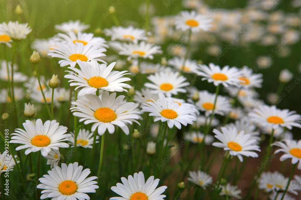 White daisy flowers . Summer background.