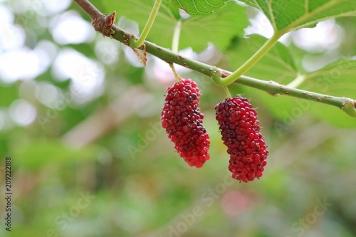 Fresh mulberry, red unripe mulberries on the branch. Soft focus with green leaves background. Nature, food and drink concept.
