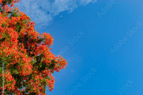 The beauty of a red flower or Caesalpinia pulcherrima   (L.) Sw. with a bright blue sky. © Nueng
