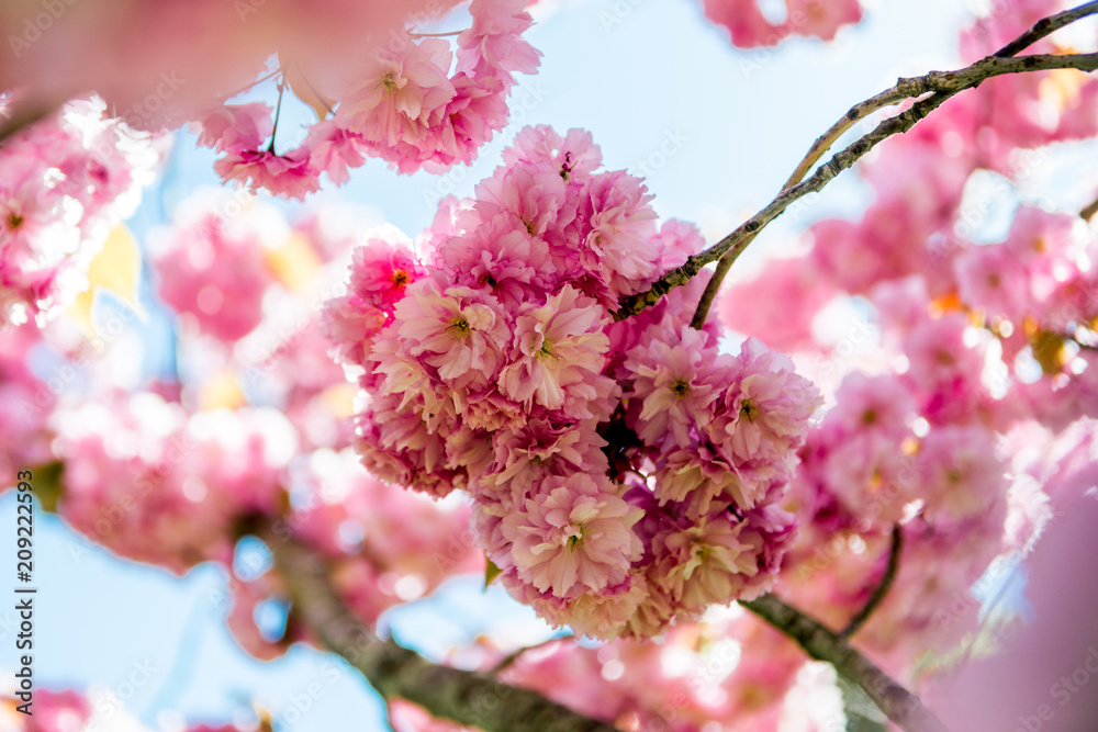 Fototapeta premium Selective focus of pink flowers on branches of cherry blossom tree