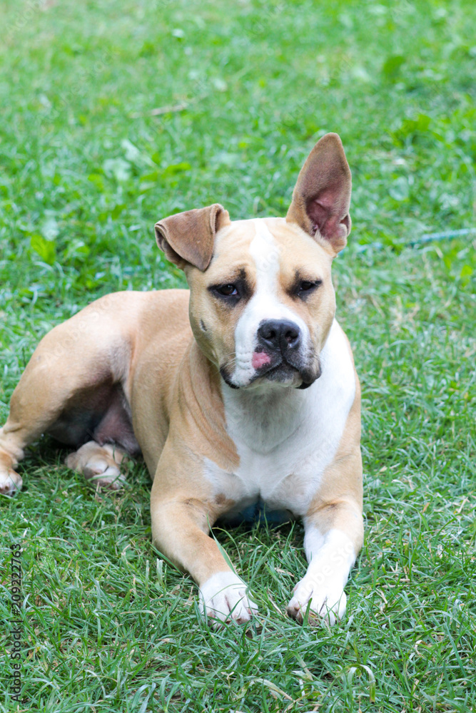 American Staffordshire Terrier dog resting on a grass
