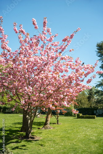 Cherry blossom trees on green lawn in park of Copenhagen, Denmark