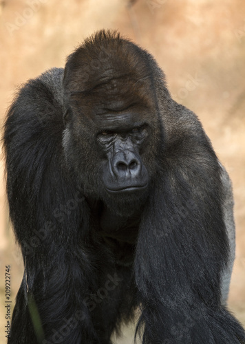 Portrait of a close-up of male gorilla in the zoo, the most dangerous and biggest monkey . Look of a great ape. Close Up portrait .