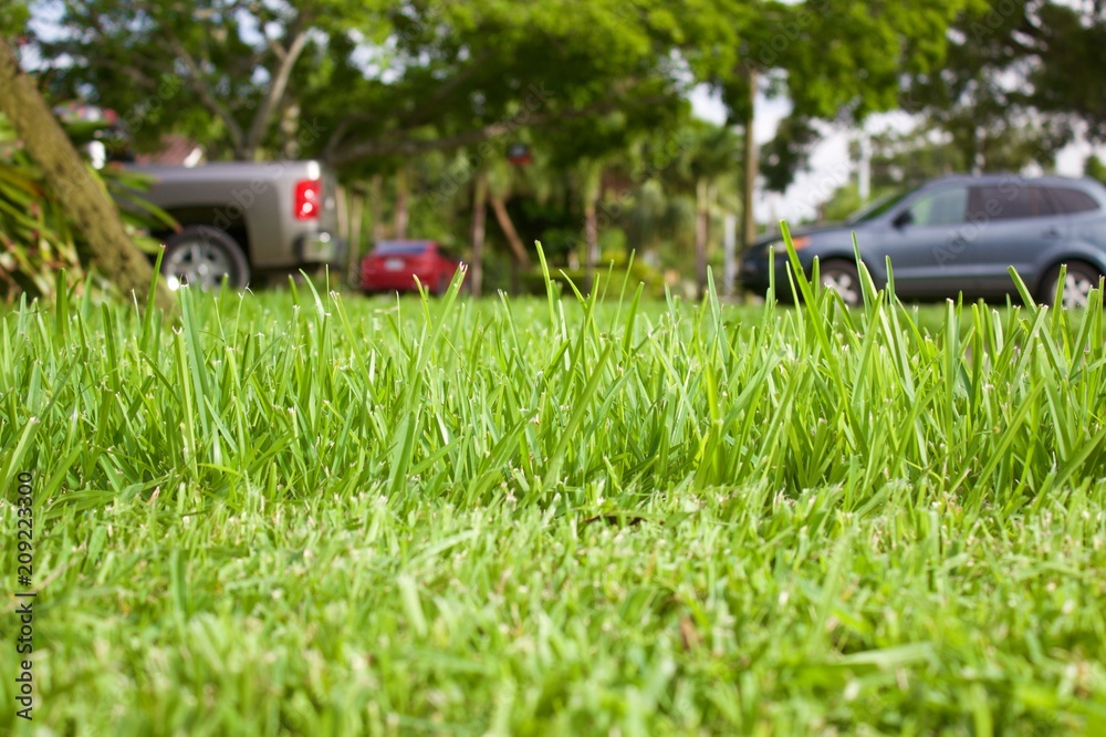 side view, ground level, cutting tall grass, side view, ground level, cutting tall grass,