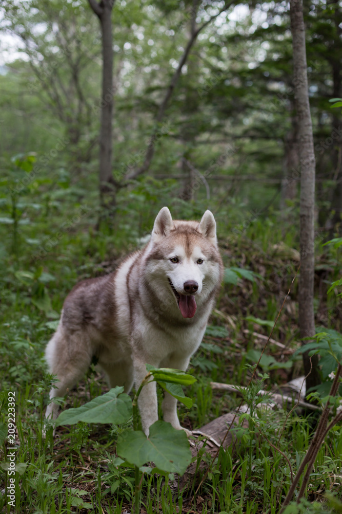 Portrait of prideful dog breed siberian husky standing the green forest and looks like a wolf