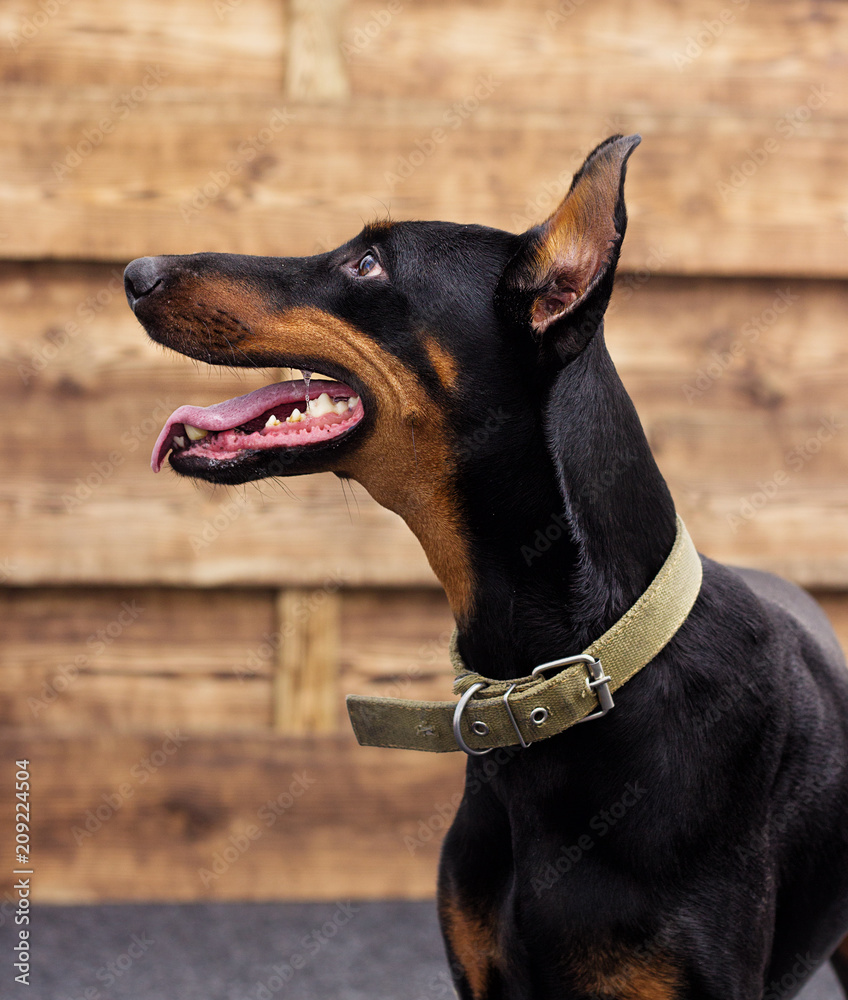 doberman pincher dog looking at a wooden background