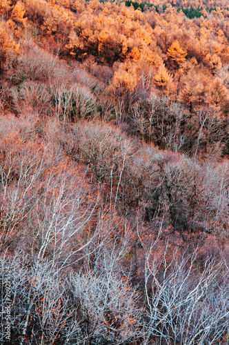 Hokkaido Usuzan mountain forest in urly winter with autumn foliage yellow tree, aerial view photo