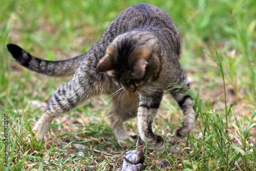 cat hunts a mouse