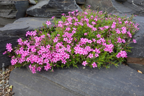 Fototapeta Naklejka Na Ścianę i Meble -  Phlox douglasii, rosafarbenes Steingewächs