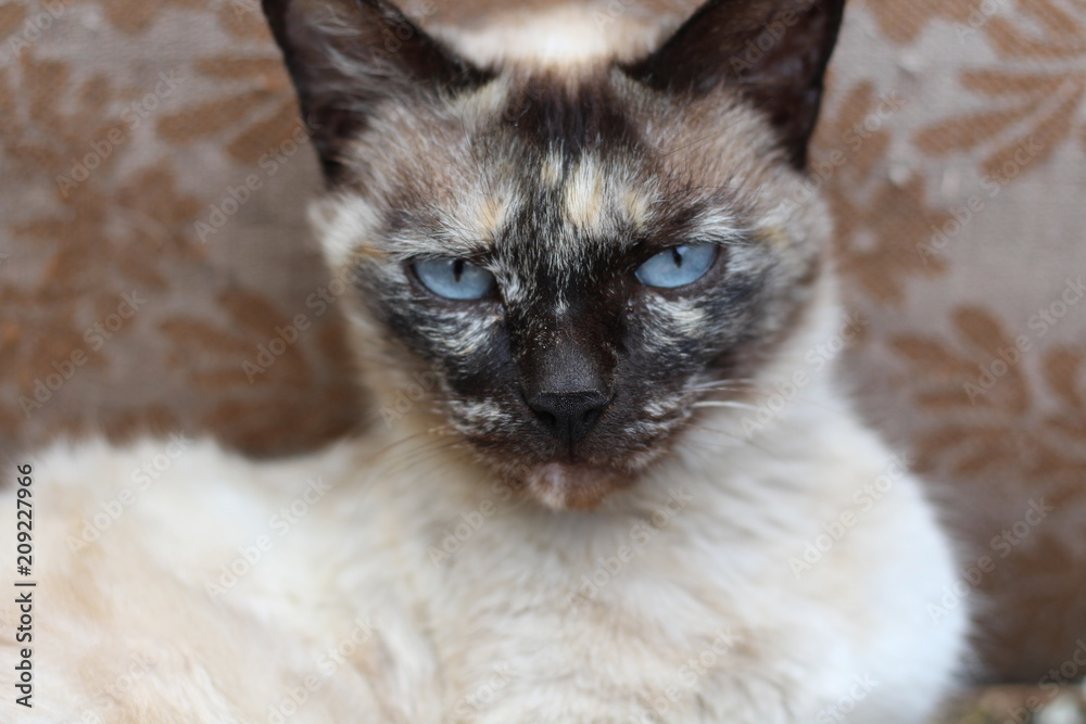 cat cat