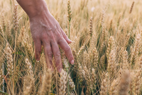 Woman s hand holding wheat in sunset