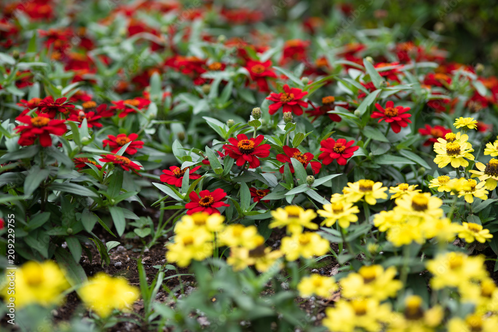 Obraz premium 赤と黄色のジニアの花