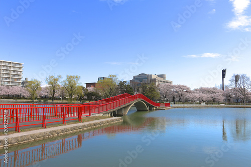 開成山公園の桜（郡山市） photo