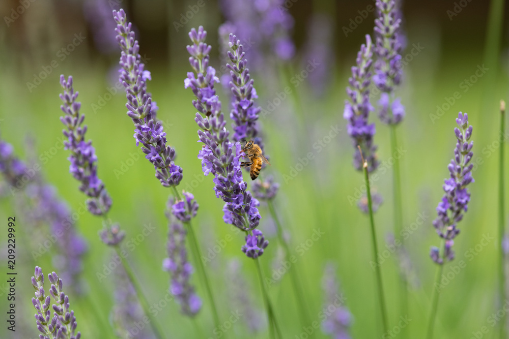 Obraz premium 紫色のラベンダーの花とミツバチ