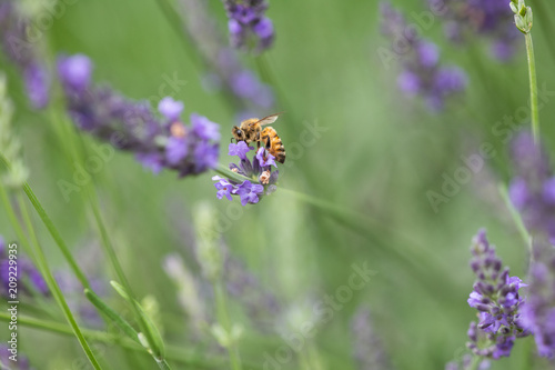 紫色のラベンダーの花とミツバチ