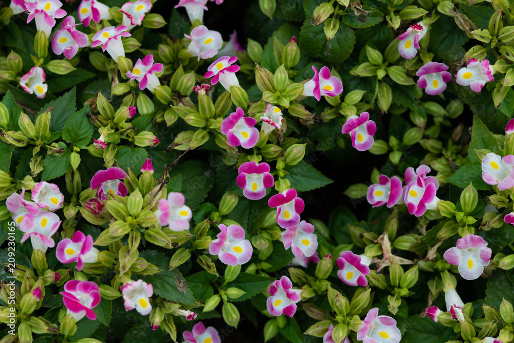 ピンク色のトレニアの花のアップ Stock Photo Adobe Stock