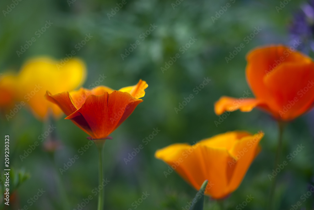 Red and orange California poppies bloom against a lush, green background. Red and orange California poppies bloom against a lush, green background.