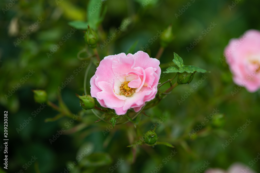 ピンク色のばら「サマーモルゲン」の花
