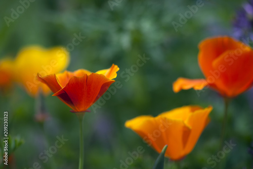 Red and orange California poppies bloom against a lush  green background.