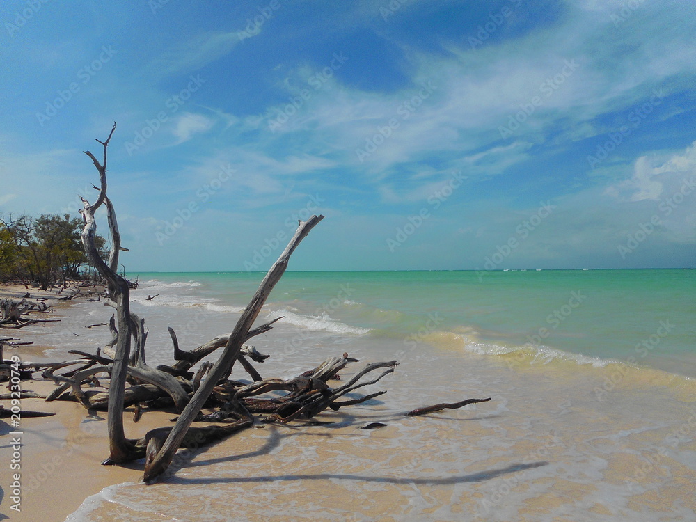 Driftwood at the beach in Cuba