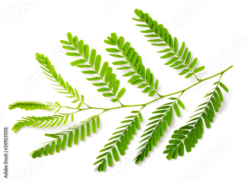 fresh tamarind leaves isolated on white  top view