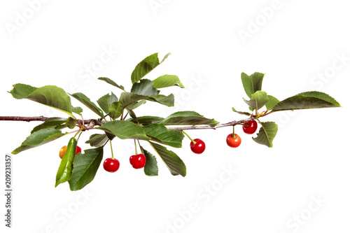 Cherry tree branch with red cherry berries and green foliage on a white isolated background. photo