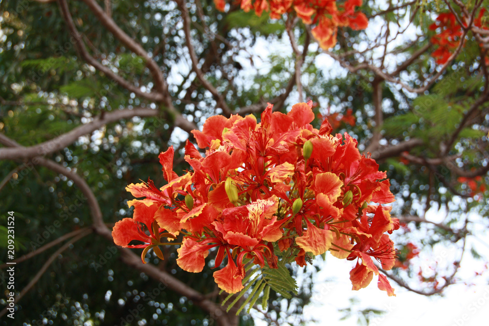 Close up Red Flamboyant flower, Flamboyant, Peacock Flower, Royal Poinciana
