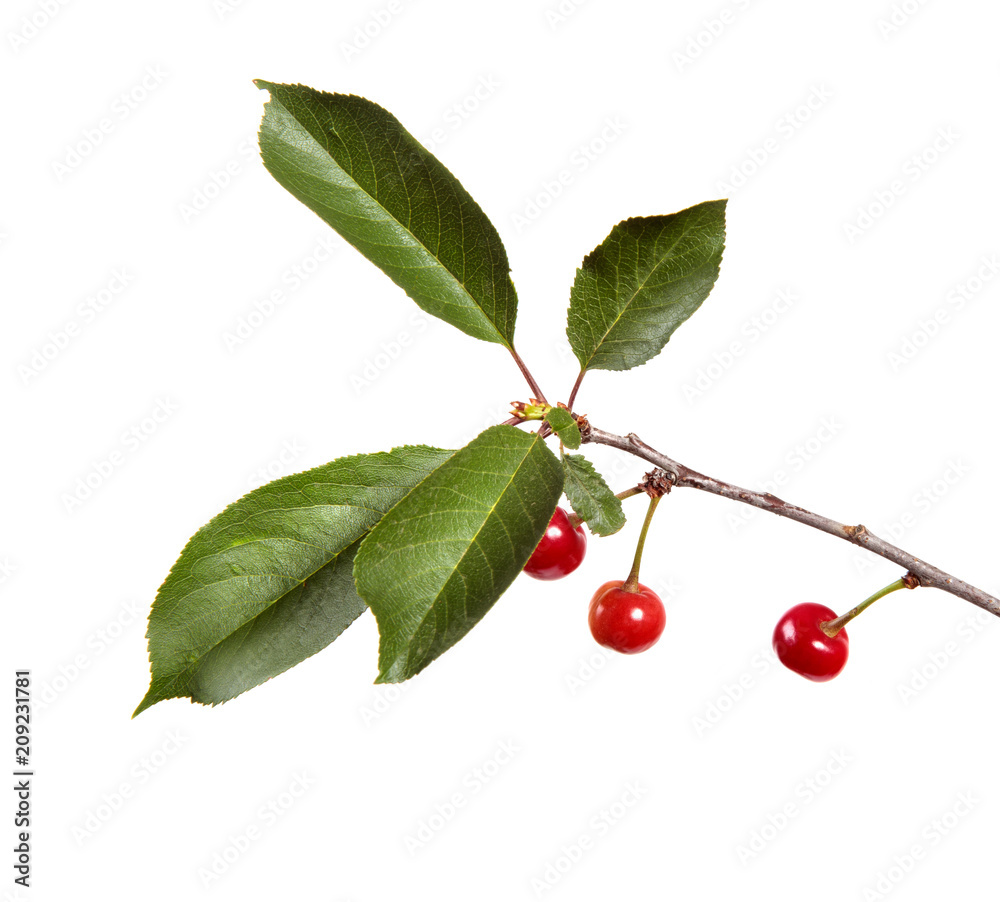 Cherry tree branch with red cherry berries and green foliage on a white isolated background. Cherry tree branch with red cherry berries and green foliage on a white isolated background.