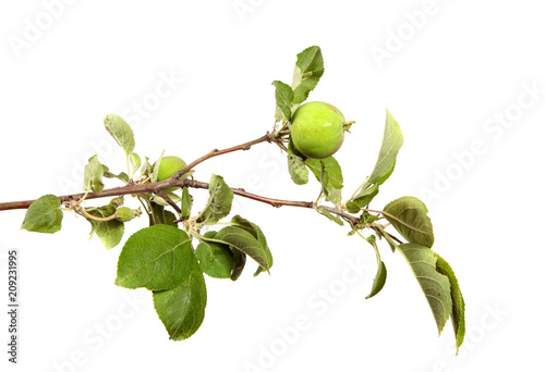 Wallpaper Mural branch of an apple tree with fruits and green foliage Torontodigital.ca