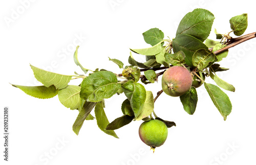 Wallpaper Mural branch of an apple tree with fruits and green foliage Torontodigital.ca