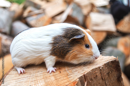 A small guinea pig sits on a stump