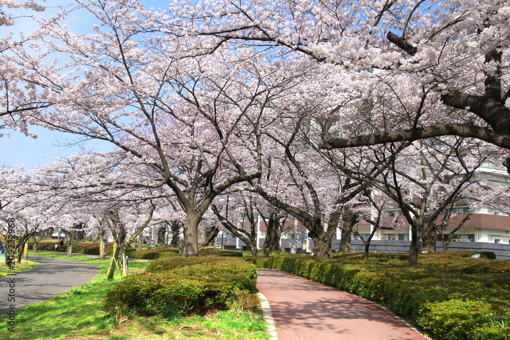 開成山公園の桜(福島県・郡山市) 開成山公園の桜(福島県・郡山市)
