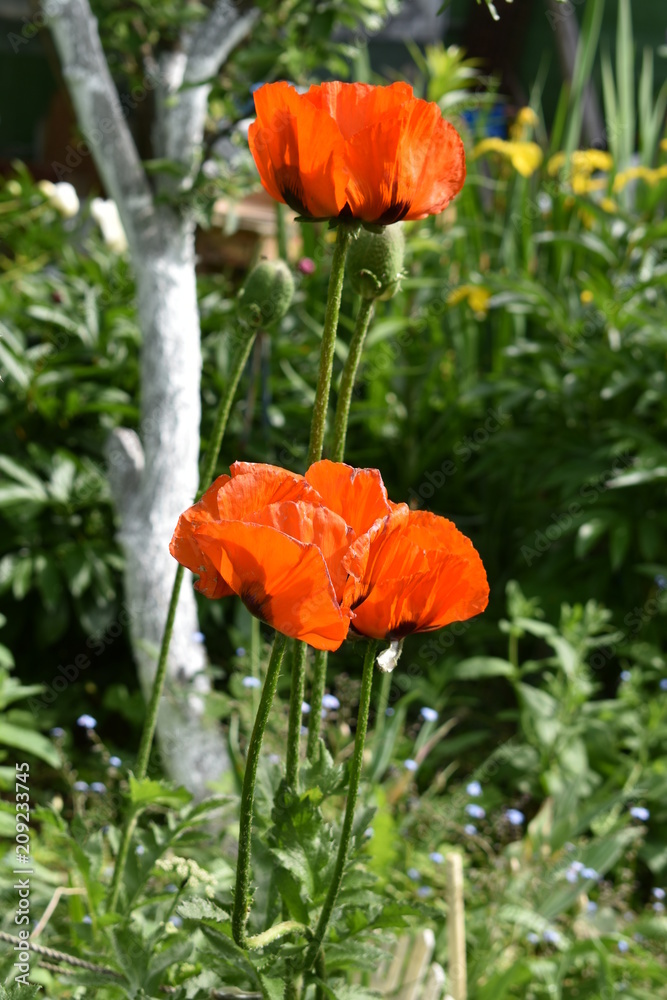 bright scarlet poppy flowers blooming in the garden on a summer day, on a soft blurry background of green foliage bright scarlet poppy flowers blooming in the garden on a summer day, on a soft blurry background of green foliage