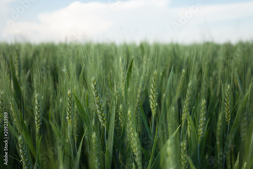 close up on green wheat ears on late spring