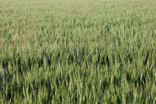 close up on green wheat ears on late spring