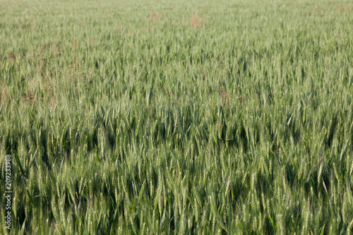 close up on green wheat ears on late spring photo