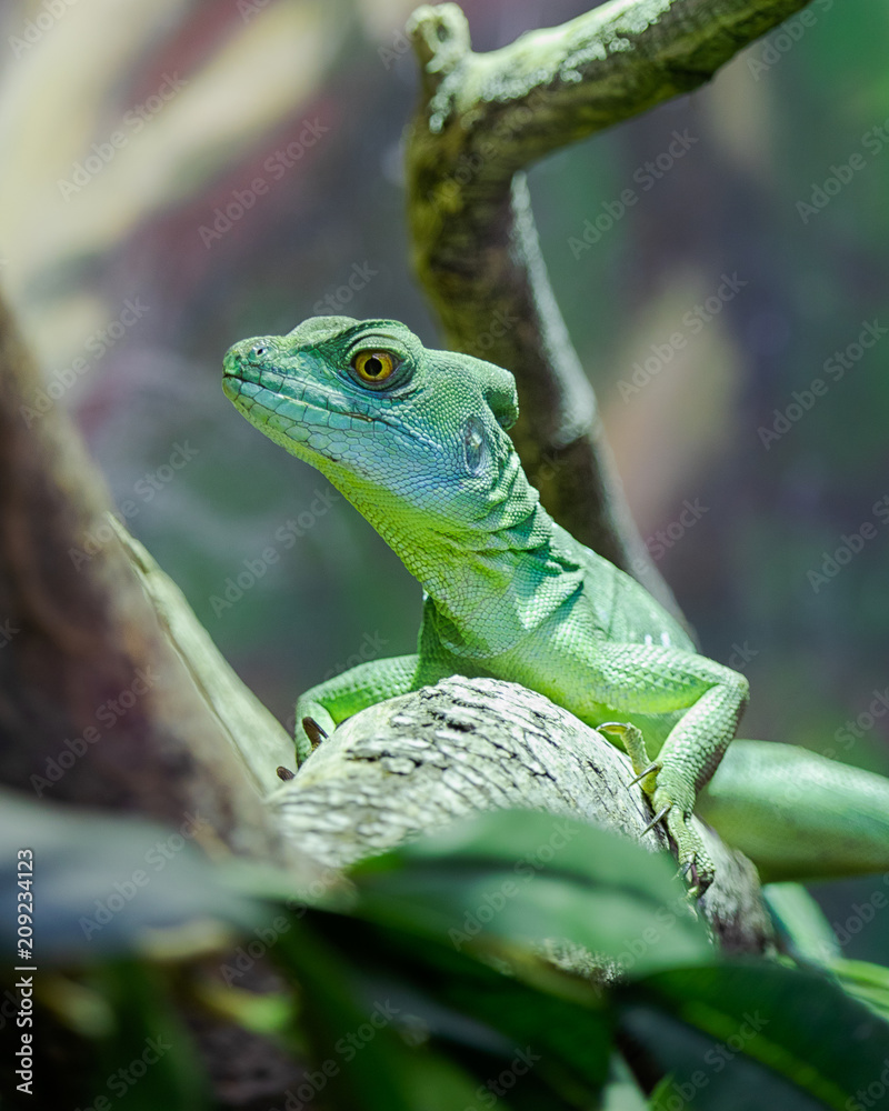 Wunschmotiv: Basiliscus, Basiliscus plumifrons, Plumed basilisk, green reptile sitting on a branch #